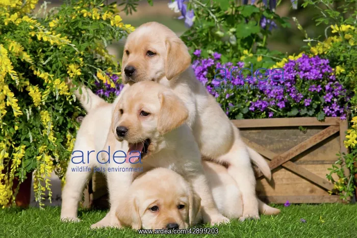  : Dog - Yellow Labrador puppies