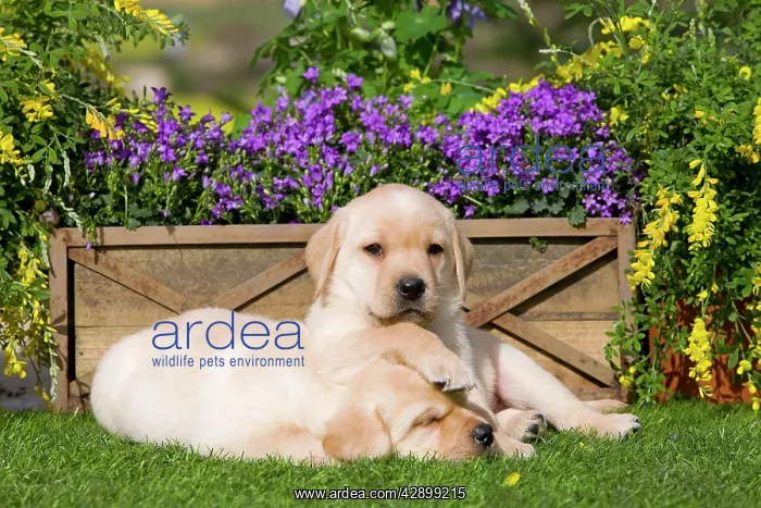  : Dog - Yellow Labrador puppies