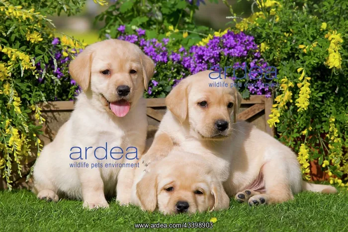  : Dog - Yellow Labrador puppies