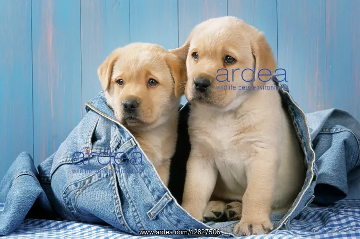  : DOG - Two yellow labrador puppies in jeans