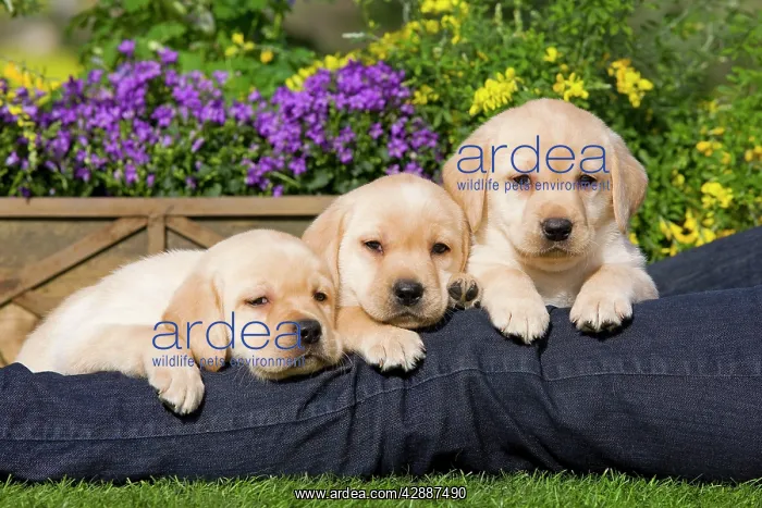  : Dog - Yellow Labrador puppies with owner