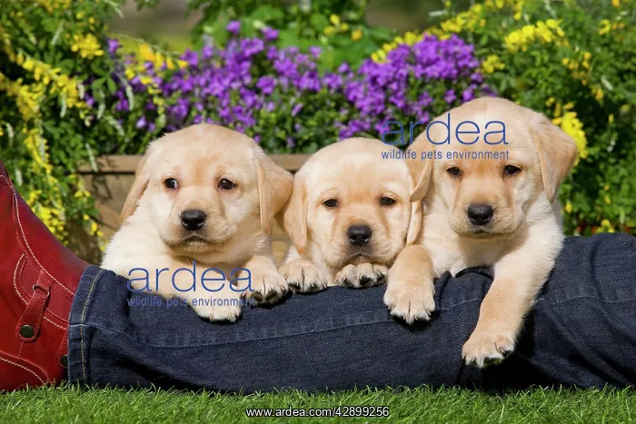  : Dog - Yellow Labrador puppies with owner