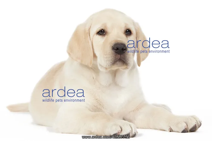  : Dog - Yellow Labrador puppy