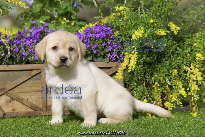  : Dog - Yellow Labrador puppy