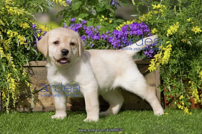  : Dog - Yellow Labrador puppy
