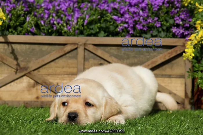  : Dog - Yellow Labrador puppy