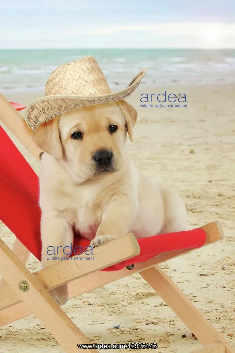 : DOG - Yellow Labrador puppy : DOG - Yellow Labrador puppy