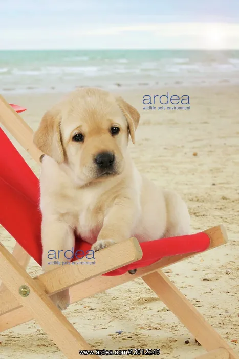 : DOG - Yellow Labrador puppy : DOG - Yellow Labrador puppy
