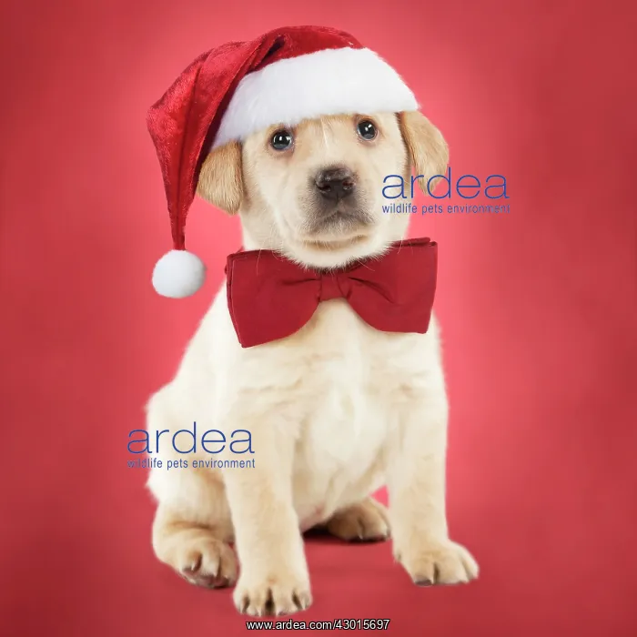  : Dog Yellow labrador puppy (6 weeks old) sitting