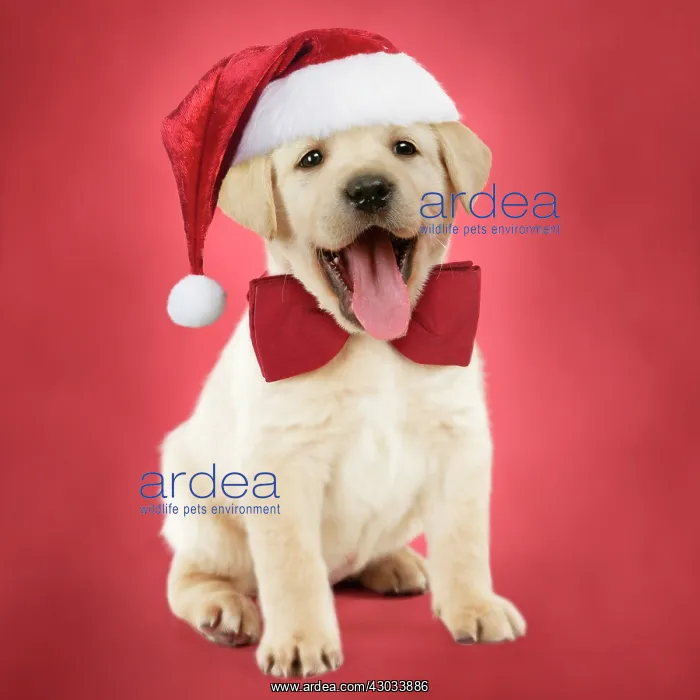 : DOG - Yellow labrador puppy (6 weeks old) sitting : DOG - Yellow labrador puppy (6 weeks old) sitting