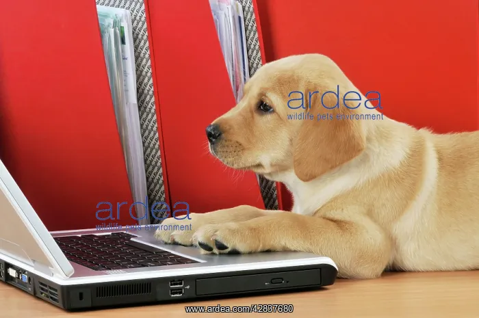 : DOG. Yellow Labrador puppy (8 weeks old ) on a : DOG. Yellow Labrador puppy (8 weeks old ) on a