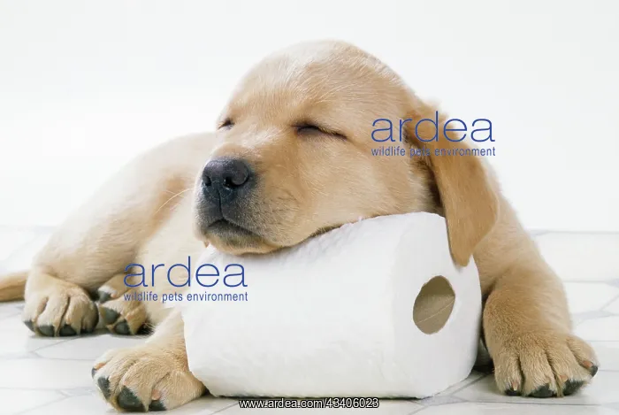 : DOG - Yellow labrador puppy asleep on toilet roll, 9 weeks : DOG - Yellow labrador puppy asleep on toilet roll, 9 weeks