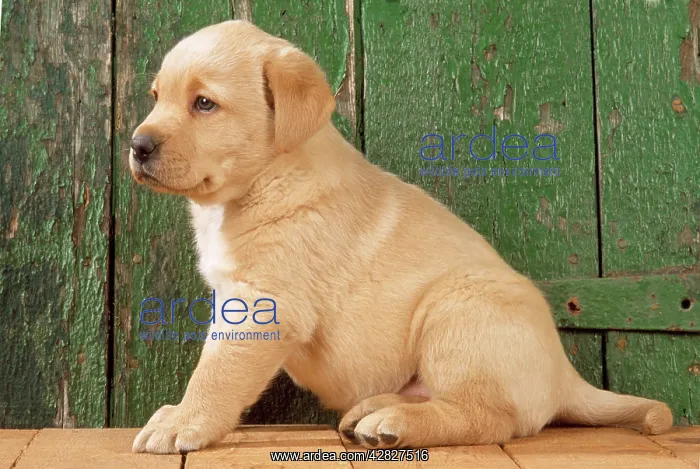  : DOG - Yellow labrador puppy by barn door
