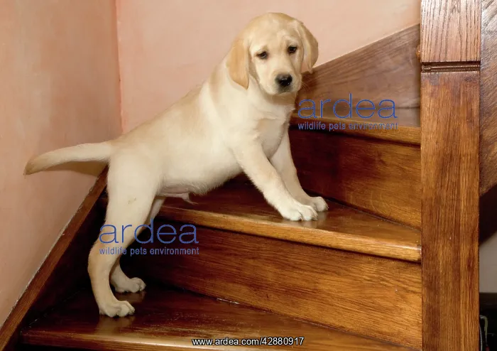  : Dog - Yellow Labrador - Puppy climbing stairs