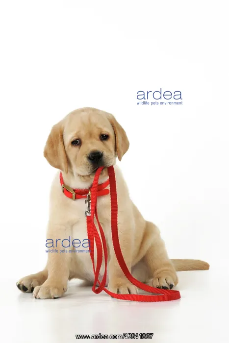  : DOG. Yellow labrador puppy holding its own lead