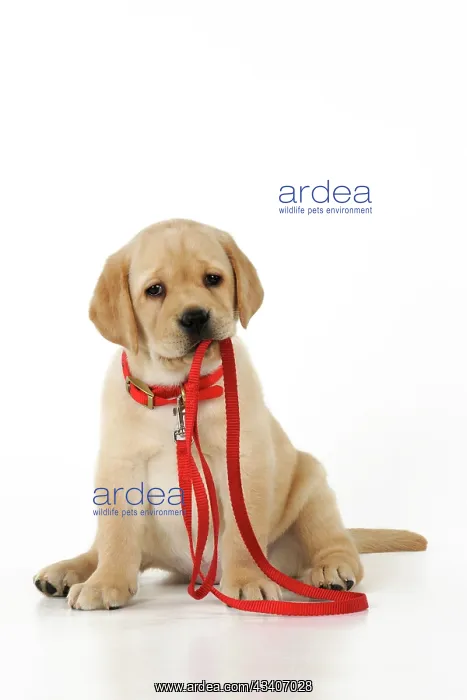  : DOG. Yellow labrador puppy holding its own lead