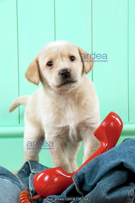 : DOG - Yellow labrador puppy with jeans and red : DOG - Yellow labrador puppy with jeans and red