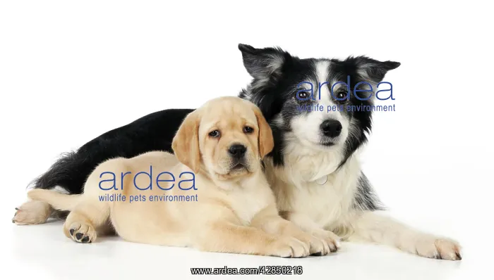 : DOG. Yellow labrador puppy laying next to border collie : DOG. Yellow labrador puppy laying next to border collie