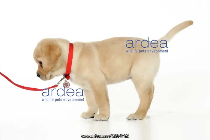 : DOG. Yellow labrador puppy on lead : DOG. Yellow labrador puppy on lead