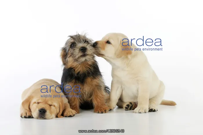 : DOG. Yellow labrador puppy licking norfolk terrier : DOG. Yellow labrador puppy licking norfolk terrier
