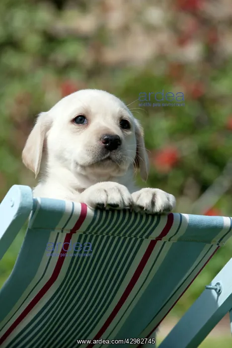: DOG - Yellow labrador puppy looking over the back : DOG - Yellow labrador puppy looking over the back