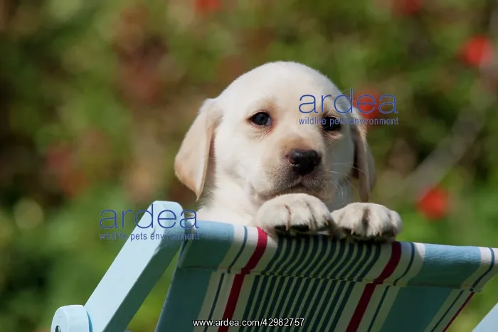 : DOG - Yellow labrador puppy looking over the back : DOG - Yellow labrador puppy looking over the back