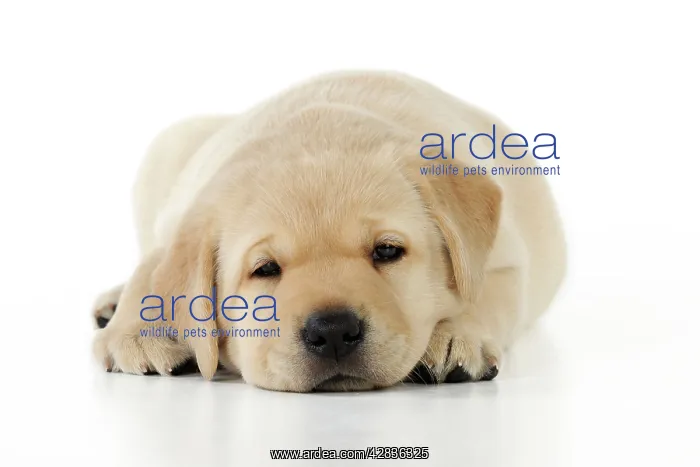 : DOG. yellow labrador puppy lying down : DOG. yellow labrador puppy lying down
