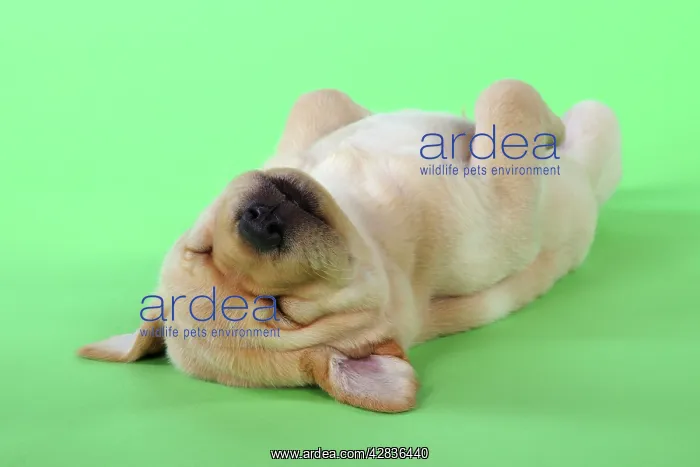 : DOG. Yellow labrador puppy lying on back : DOG. Yellow labrador puppy lying on back