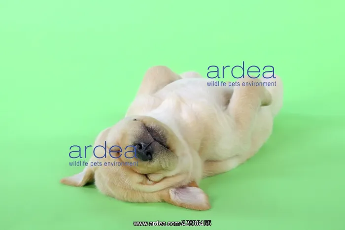 : DOG. Yellow labrador puppy lying on back : DOG. Yellow labrador puppy lying on back