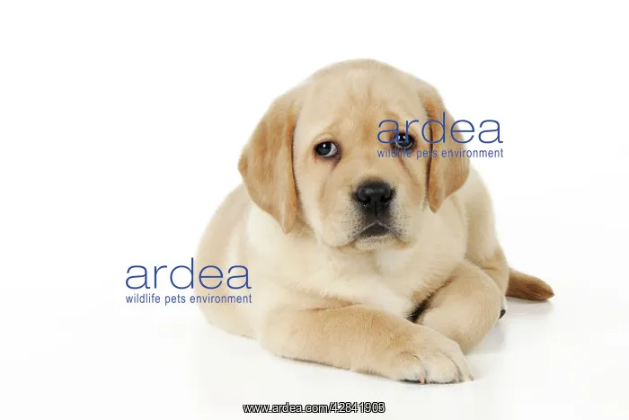 : DOG. Yellow labrador puppy lying down : DOG. Yellow labrador puppy lying down