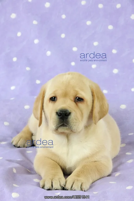 : DOG. Yellow labrador puppy lying down : DOG. Yellow labrador puppy lying down