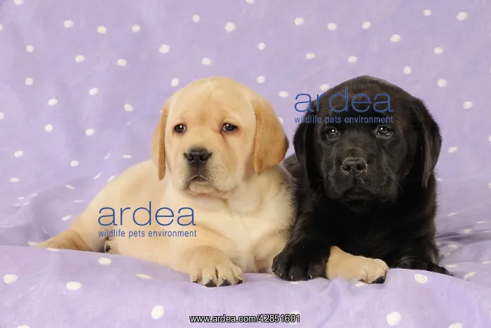 : DOG. Yellow labrador puppy lying next to a black : DOG. Yellow labrador puppy lying next to a black
