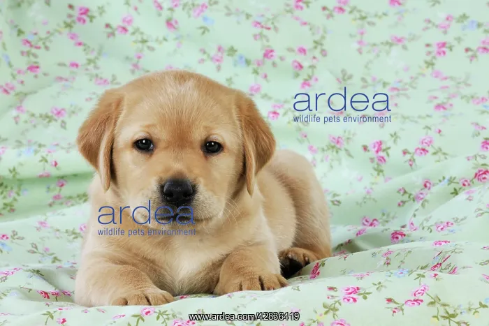 : DOG. Yellow labrador puppy lying on blanket : DOG. Yellow labrador puppy lying on blanket