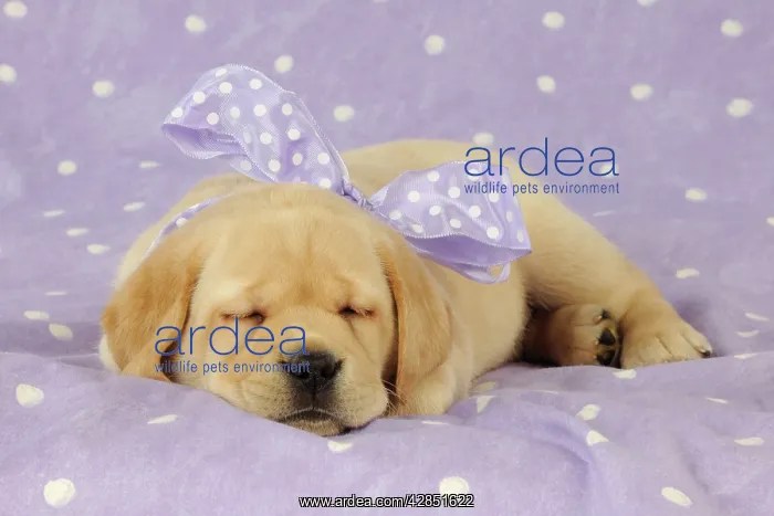 : DOG. Yellow labrador puppy lying down with purple : DOG. Yellow labrador puppy lying down with purple