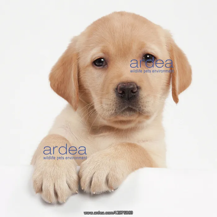 : Dog - Yellow Labrador - puppy peaking over edge : Dog - Yellow Labrador - puppy peaking over edge