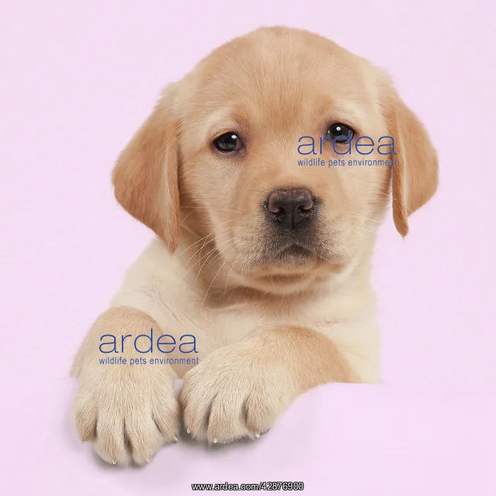 : Dog - Yellow Labrador - puppy peaking over edge : Dog - Yellow Labrador - puppy peaking over edge