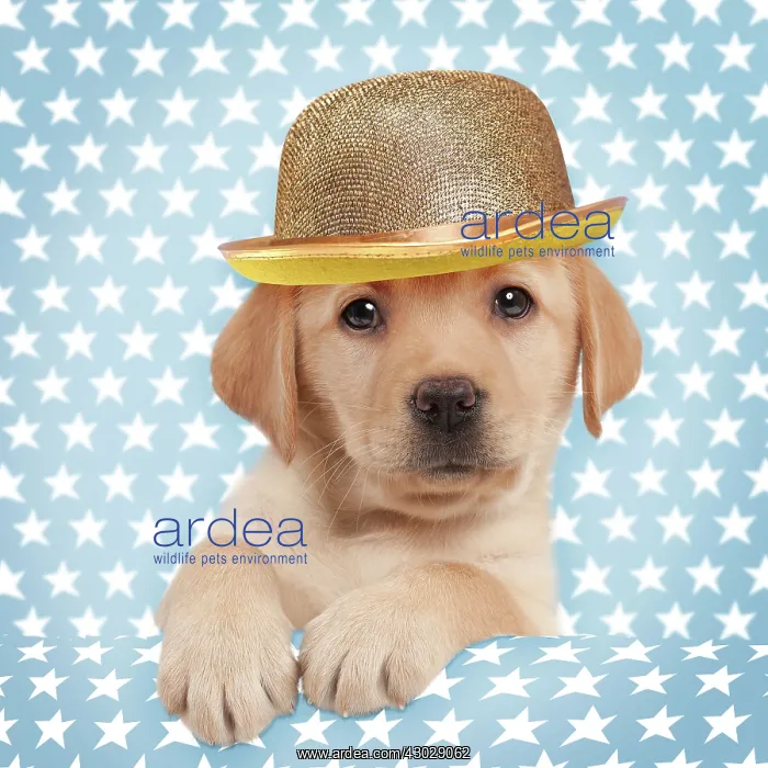 : Dog - Yellow Labrador - puppy peaking over edge : Dog - Yellow Labrador - puppy peaking over edge