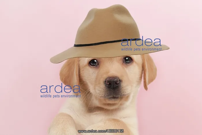 : Dog - Yellow Labrador - puppy peaking over edge : Dog - Yellow Labrador - puppy peaking over edge