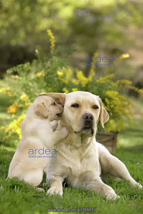 : Dog - Yellow Labrador puppy playing with parent : Dog - Yellow Labrador puppy playing with parent