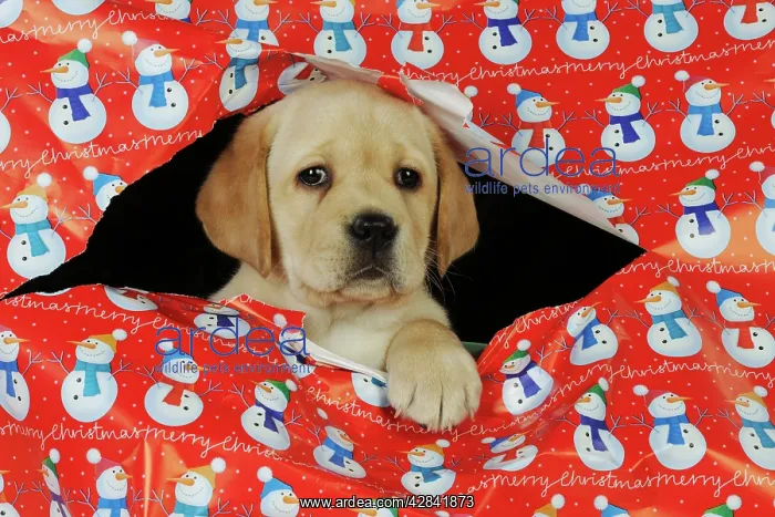 : DOG. Yellow labrador puppy poking head through : DOG. Yellow labrador puppy poking head through