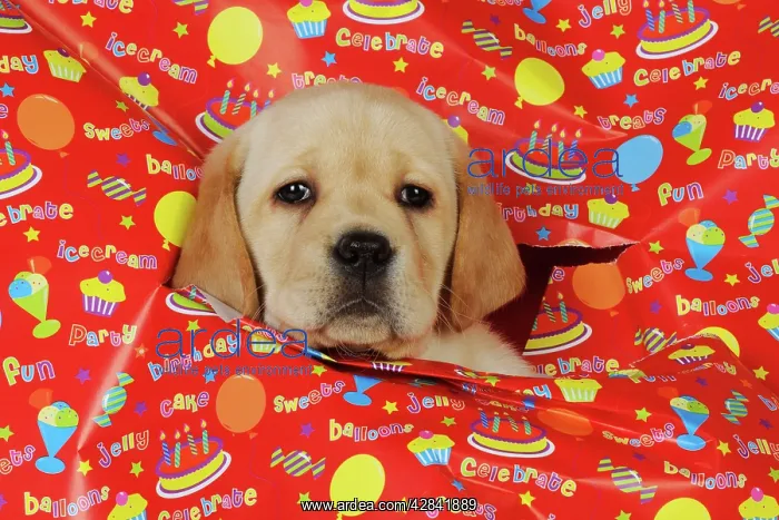 : DOG. Yellow labrador puppy poking head through : DOG. Yellow labrador puppy poking head through
