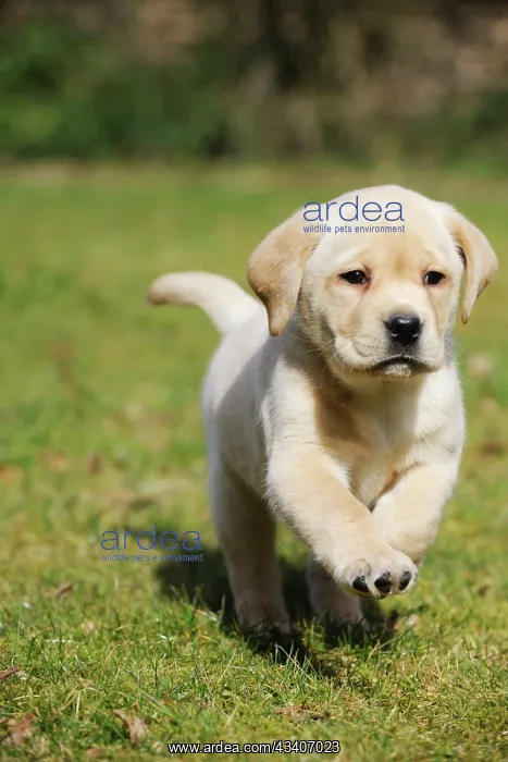 : DOG. Yellow labrador puppy running on lawn : DOG. Yellow labrador puppy running on lawn