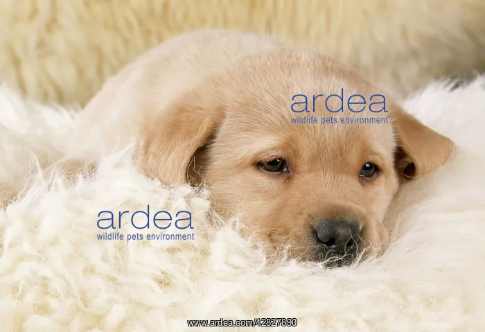 : Dog - Yellow Labrador Puppy on sheepskin rug : Dog - Yellow Labrador Puppy on sheepskin rug
