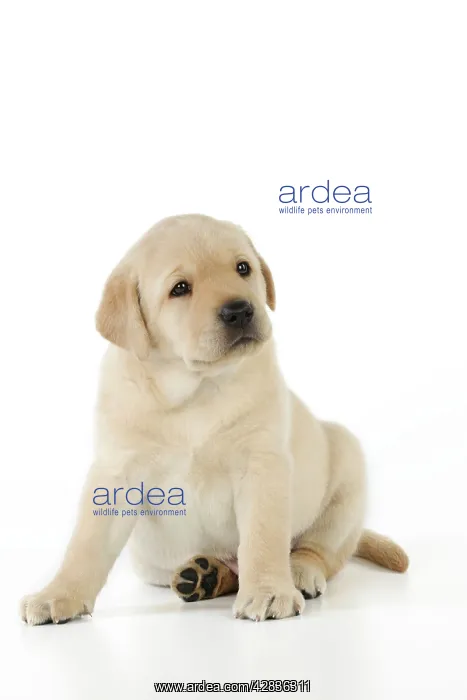 : DOG. Yellow labrador puppy sitting down : DOG. Yellow labrador puppy sitting down