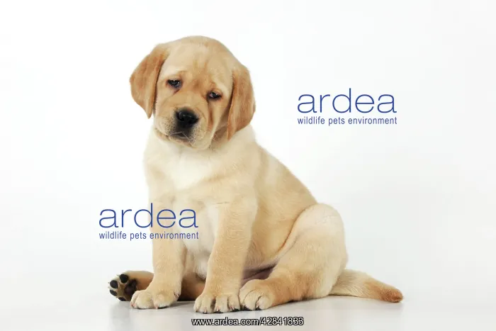 : DOG. Yellow labrador puppy sitting down : DOG. Yellow labrador puppy sitting down