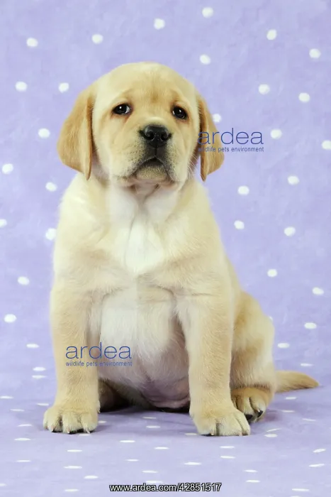 : DOG. Yellow labrador puppy sitting down : DOG. Yellow labrador puppy sitting down