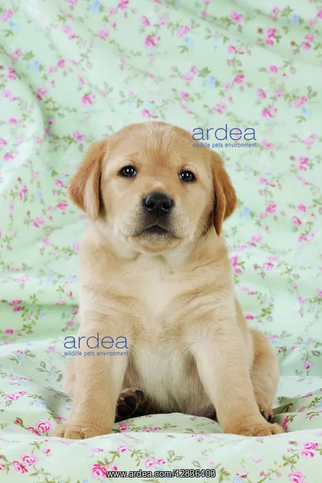 : DOG. Yellow labrador puppy sitting on blanket : DOG. Yellow labrador puppy sitting on blanket