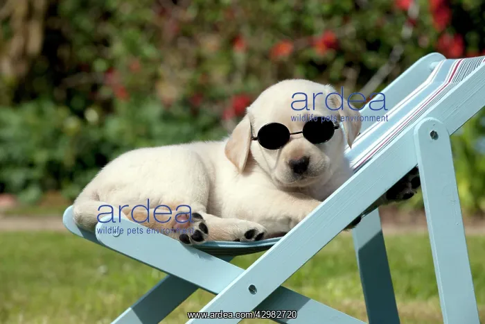 : DOG - Yellow labrador puppy sitting in deckchair : DOG - Yellow labrador puppy sitting in deckchair