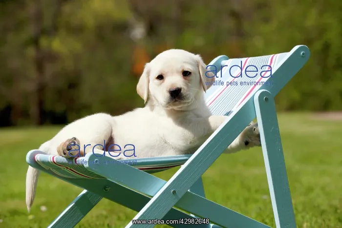 : DOG - Yellow labrador puppy sitting in deckchair (7 weeks) : DOG - Yellow labrador puppy sitting in deckchair (7 weeks)