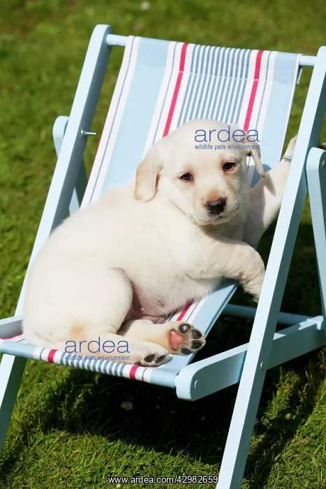 : DOG - Yellow labrador puppy sitting in deckchair (7 weeks) : DOG - Yellow labrador puppy sitting in deckchair (7 weeks)
